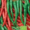 Frö Chilipaprika Cayenne