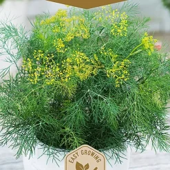 Frö Dill
