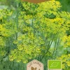 Frö Dill