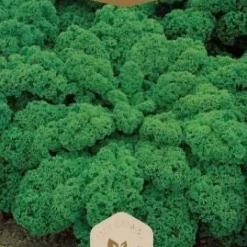 Frö Grönkål Kadet