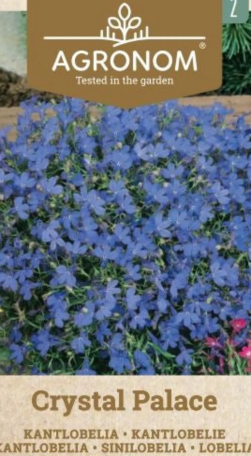 Frö Lobelia Crystal