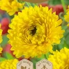Frö Marigold Gul