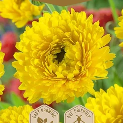 Frö Marigold Gul
