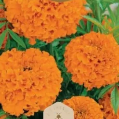 Frö Marigold Hawaii