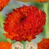 Frö Marigold Persimmon