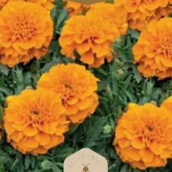 Frö Marigold Valencia