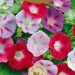 Frö Morning Glory