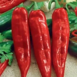 Frö Paprika Anaheim