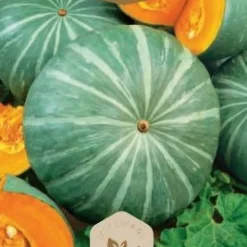 Frö Pumpa Ambar
