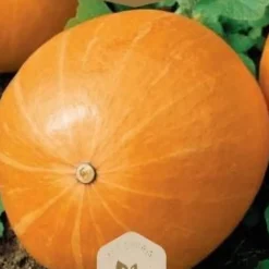 Frö Pumpa Bambino