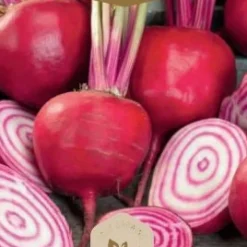 Frö Rödbeta Di Chioggia