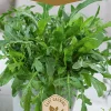 Frö Ruccola