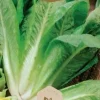 Frö Sallad Galander