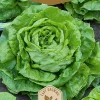 Frö Sallad Hilde