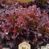 Frö Sallad Red