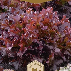 Frö Sallad Red