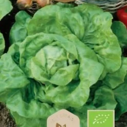 Frö Sallad Regina
