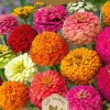 Frö Zinnia California