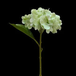 Hortensia